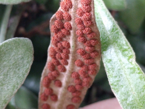 Pyrrosia (Felt Ferns) (alternate view 7)