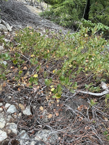 Ceanothus velutinus (Snowbrush) (alternate view 2)