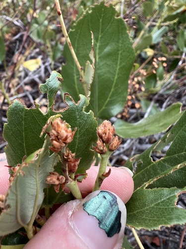 Ceanothus velutinus (Snowbrush) (alternate view 4)