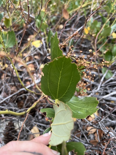Ceanothus velutinus (Snowbrush) (alternate view 5)