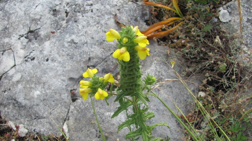 Bellardia trixago (Mediterranean lineseed) (alternate view 10)