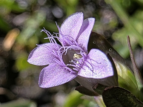 Gentianella amarella (autumn gentian)
