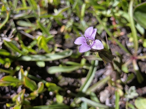 Gentianella amarella (autumn gentian)