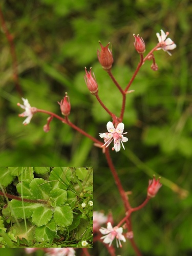Saxifraga umbrosa (alternate view 4)