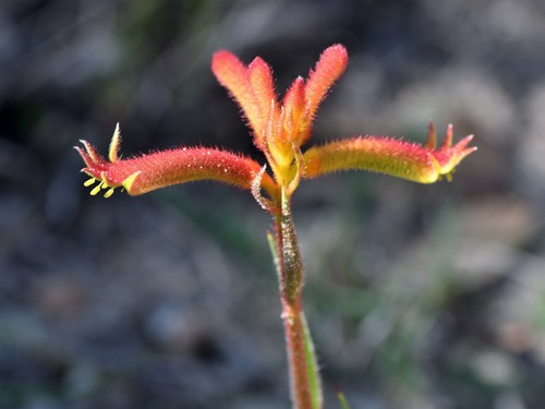 Anigozanthos humilis (Catspaw)