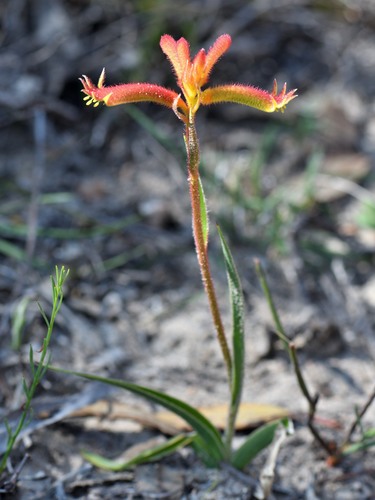 Anigozanthos humilis (Catspaw) (alternate view 2)