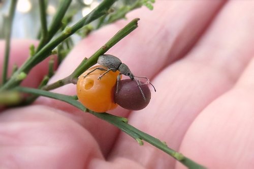 Exocarpos cupressiformis (Cherry Ballart) (alternate view 6)