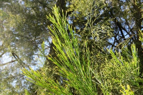 Exocarpos cupressiformis (Cherry Ballart) (alternate view 7)