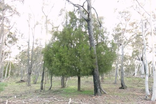 Exocarpos cupressiformis (Cherry Ballart) (alternate view 8)