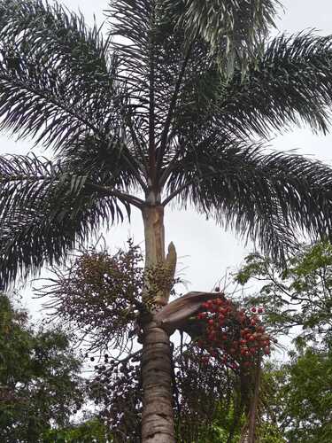 Wodyetia bifurcata (Foxtail Palm Tree) (alternate view 10)