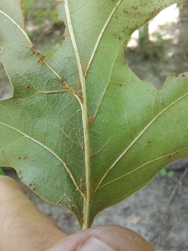 Quercus velutina (black oak)