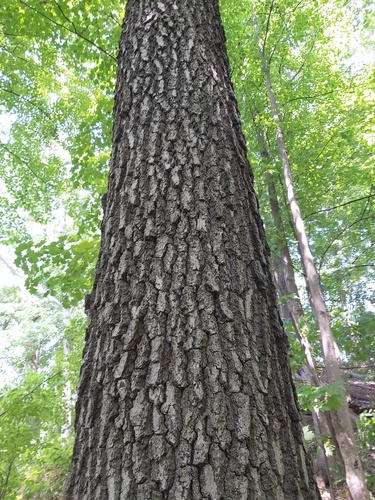 Quercus velutina (black oak)