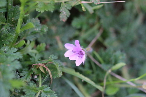 Erodium cicutarium (Redstem Stork's-bill)
