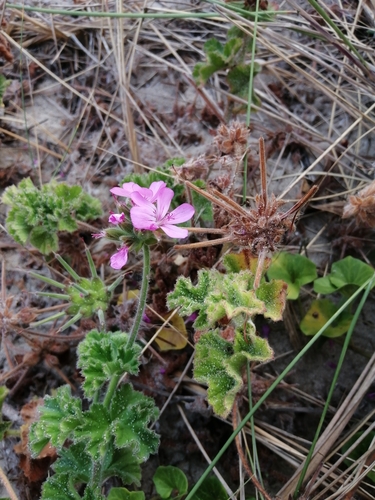 Pelargonium capitatum (rose-scented geranium) (alternate view 4)