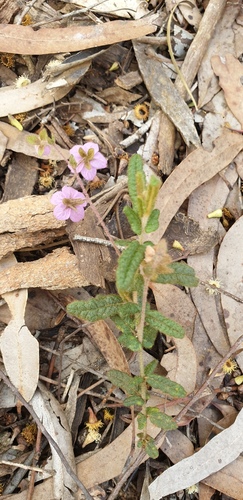 Thomasia petalocalyx (paper flower) (alternate view 4)