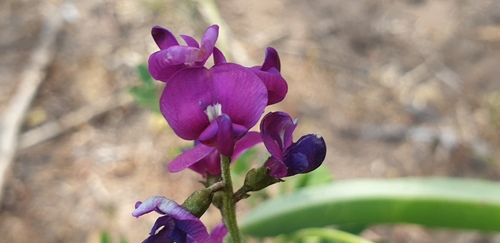 Swainsona lessertiifolia (coast Swainson-pea) (alternate view 3)