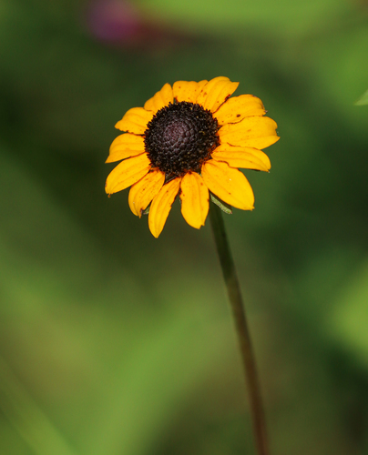 Rudbeckia fulgida var. fulgida (Orange Coneflower) (alternate view 2)