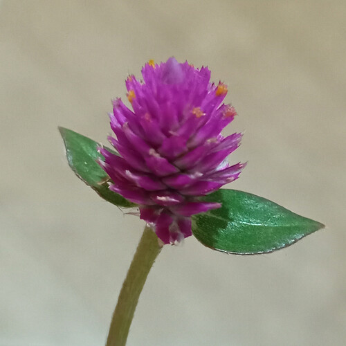 Gomphrena globosa (Globe Amaranth)