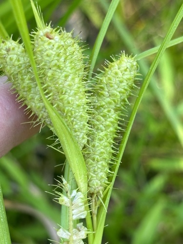 Carex frankii (Frank's Sedge)