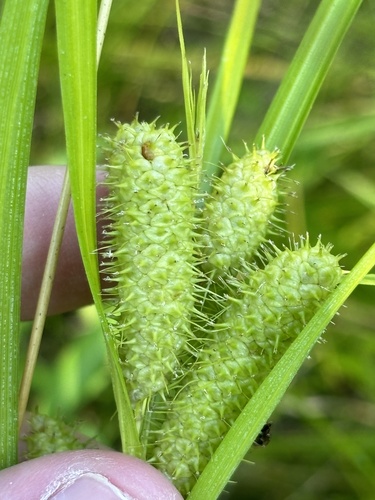 Carex frankii (Frank's Sedge)