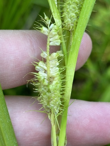 Carex frankii (Frank's Sedge)
