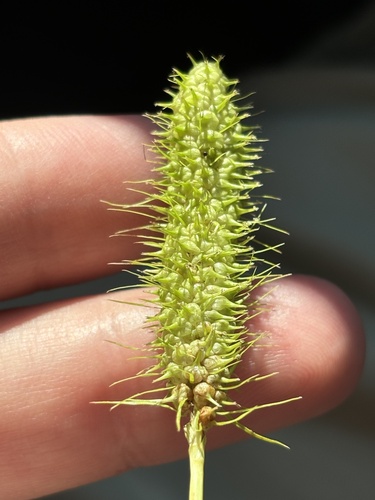 Carex frankii (Frank's Sedge)
