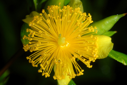 Hypericum prolificum (shrubby St. John's-wort) (alternate view 6)