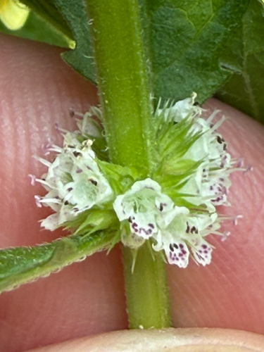 Lycopus europaeus (European water-horehound)
