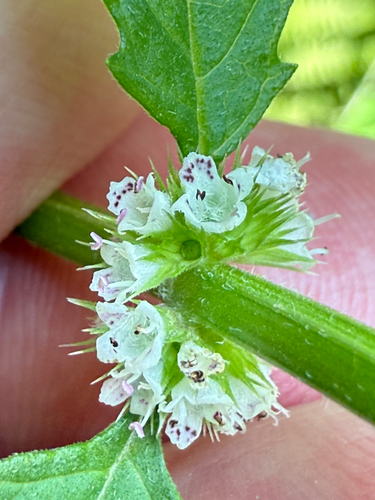 Lycopus europaeus (European water-horehound)