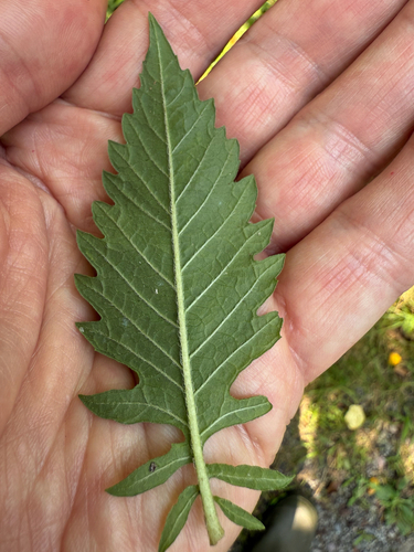 Lycopus europaeus (European water-horehound)