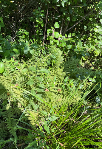 Lycopus europaeus (European water-horehound)