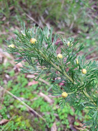 Grevillea crithmifolia (alternate view 11)