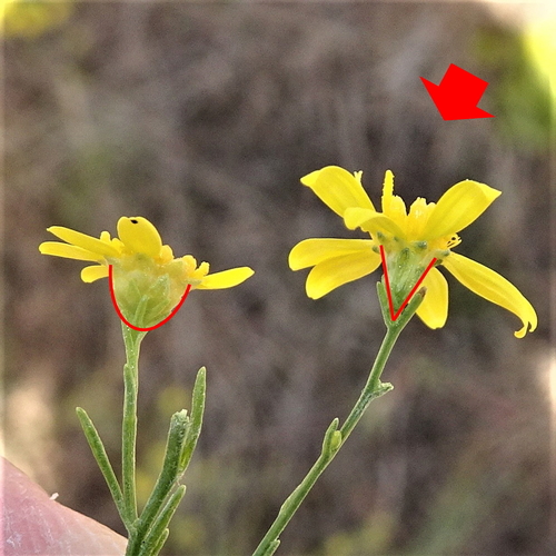 Gutierrezia (matchweeds and snakeweeds) (alternate view 5)