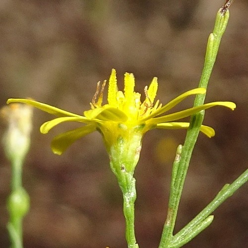 Gutierrezia (matchweeds and snakeweeds) (alternate view 7)