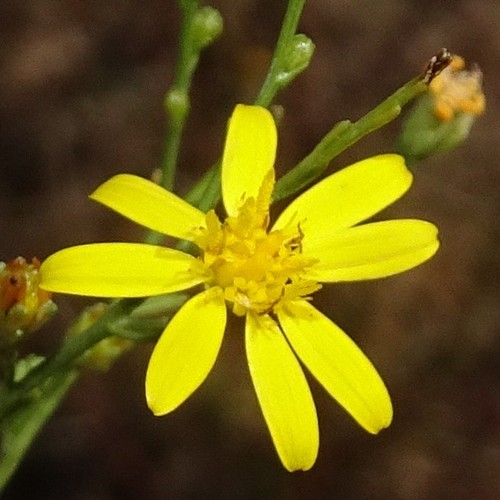 Gutierrezia (matchweeds and snakeweeds) (alternate view 8)