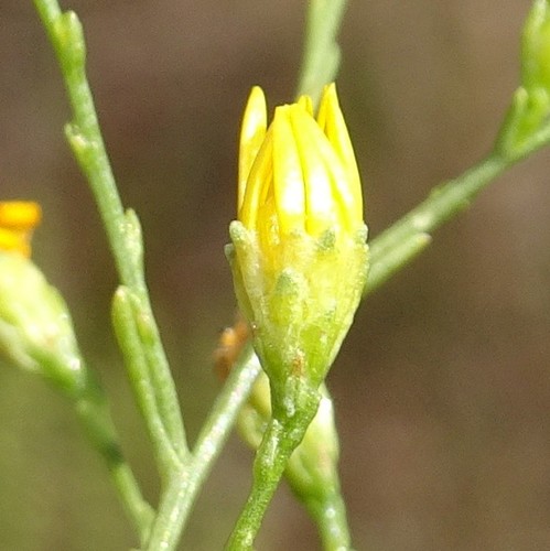 Gutierrezia (matchweeds and snakeweeds) (alternate view 9)