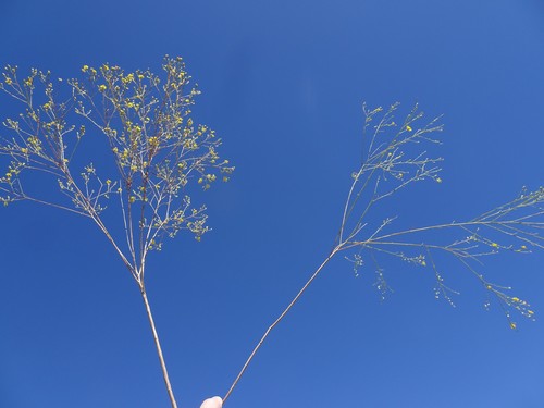 Gutierrezia (matchweeds and snakeweeds) (alternate view 6)