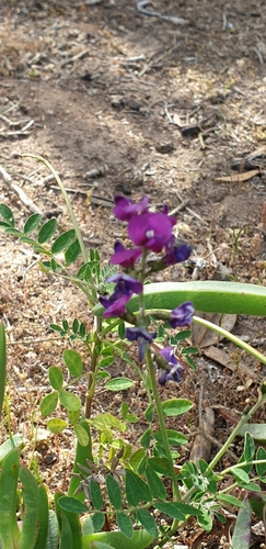 Swainsona lessertiifolia (coast Swainson-pea)