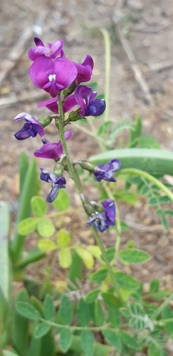 Swainsona lessertiifolia (coast Swainson-pea) (alternate view 2)