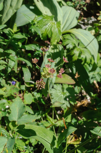 Bupleurum longifolium (Long-leaved Hare's Ear) (alternate view 4)