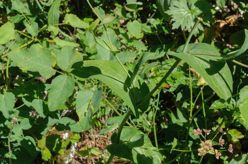 Bupleurum longifolium (Long-leaved Hare's Ear) (alternate view 3)