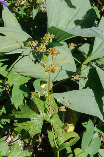 Bupleurum longifolium (Long-leaved Hare's Ear)