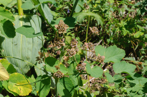 Bupleurum longifolium (Long-leaved Hare's Ear) (alternate view 2)