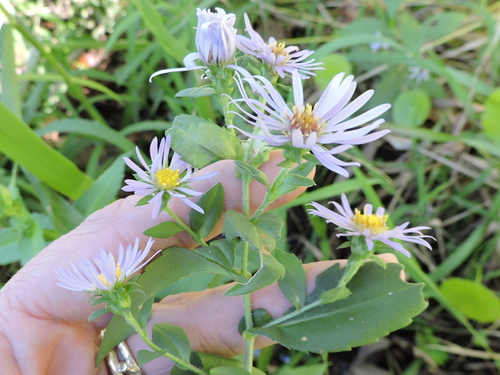 Symphyotrichum puniceum (swamp aster) (alternate view 2)