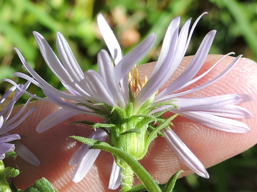 Symphyotrichum puniceum (swamp aster) (alternate view 3)