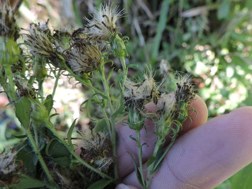 Symphyotrichum puniceum (swamp aster) (alternate view 5)