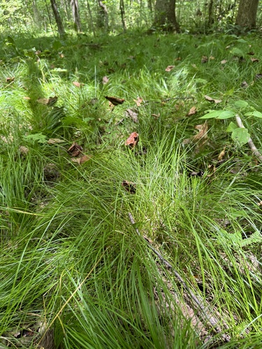 Carex bromoides (Brome-Like Sedge)