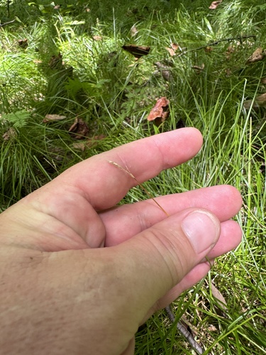 Carex bromoides (Brome-Like Sedge)
