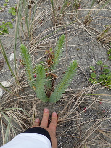 Euphorbia paralias (Sea Spurge)