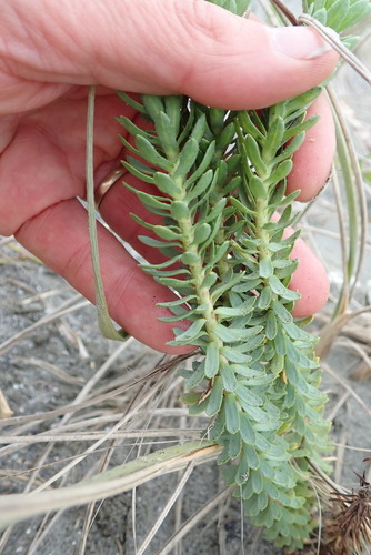Euphorbia paralias (Sea Spurge)